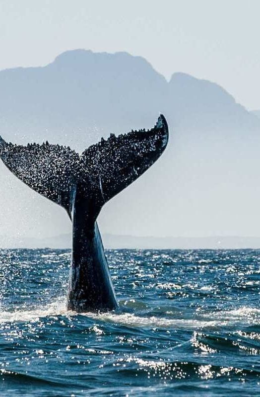 whale coast, south africa