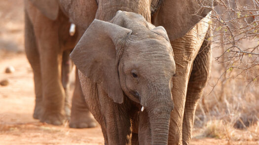 Elephants in Madikwe, South Africa