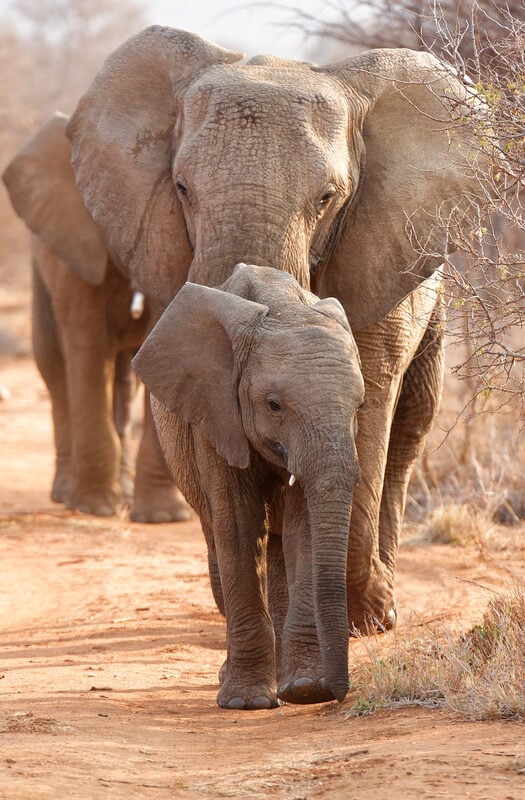 Elephants in Madikwe, South Africa