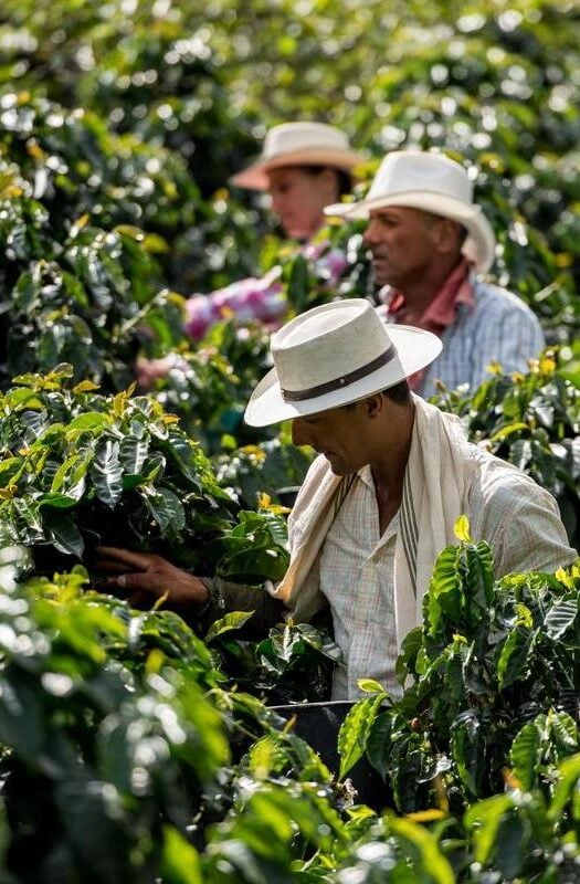 Group of Colombian men working at a coffee farm collecting coffee beans