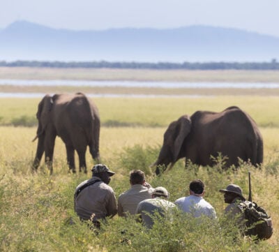 Gam walks at Fothergill, Zimbabwe