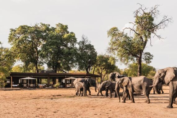 Elephants at Wilderness Davison's Camp, Zimbabwe