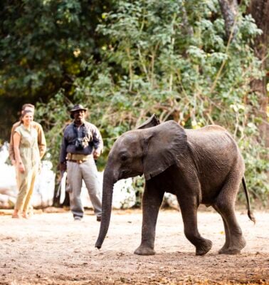 Wildlife spotting at Wilderness Little Ruckomechi camp, Zimbabwe