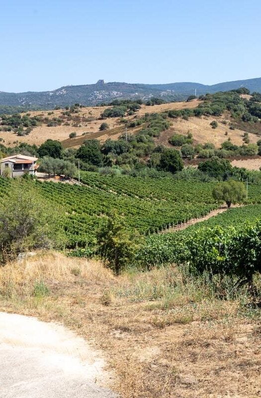 Vermentino vineyard in Gallura, Sardinia, Italy, Europe