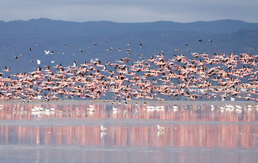 Flock of pink flamingos from Lake Manyara, Tanzania