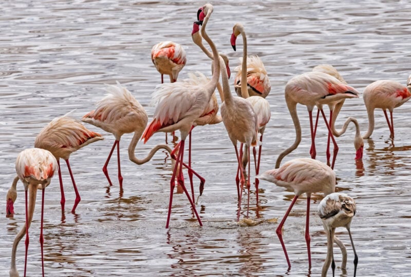 Flamingos at Lake Manyara National Park, Tanzania