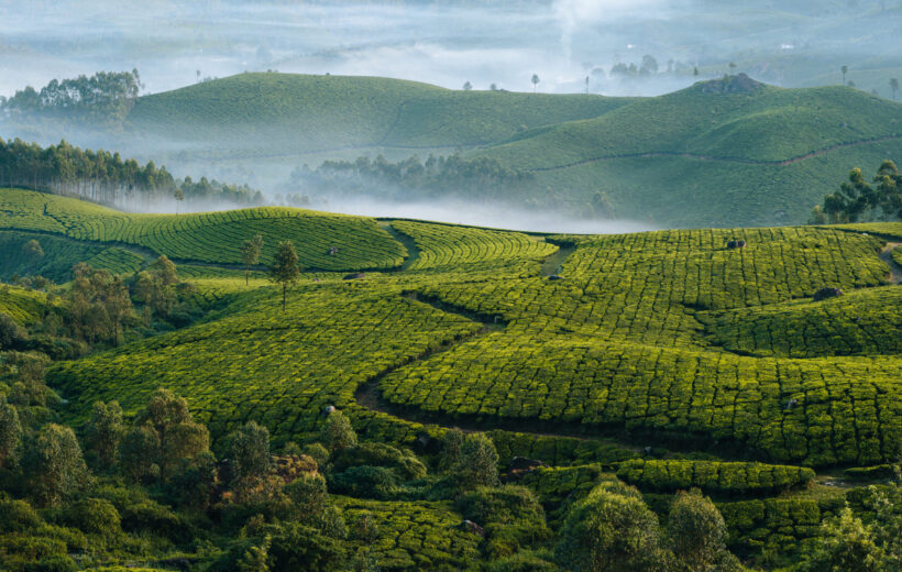 Morning foggy tea plantation in Munnar, Kerala, India. Mountain landscape panorama with mist in the valley.