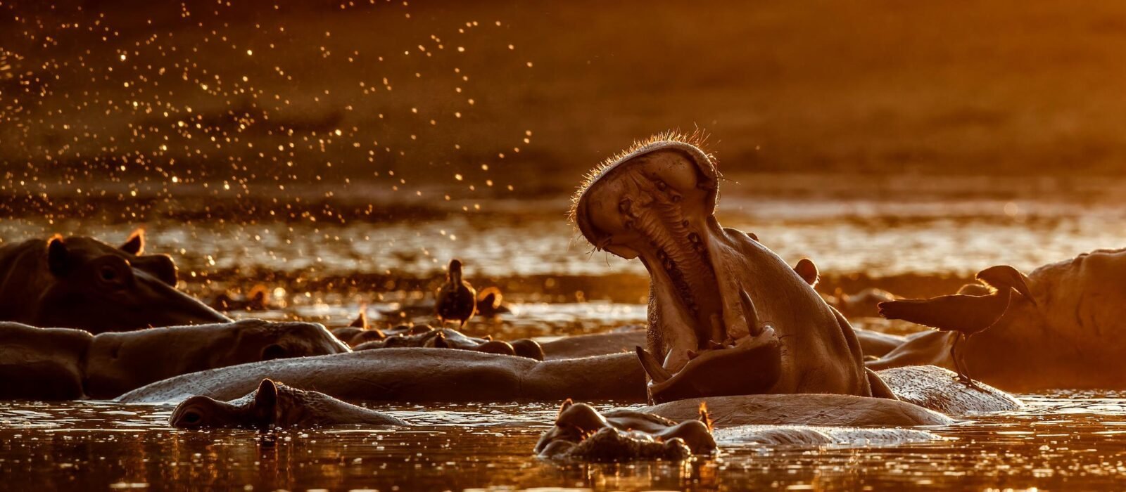 Hippos in Mana Pools, Zimbabwe