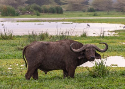 Adult Male African Buffalo Bull Standing Knee Deep in a Swamp in Tanzania