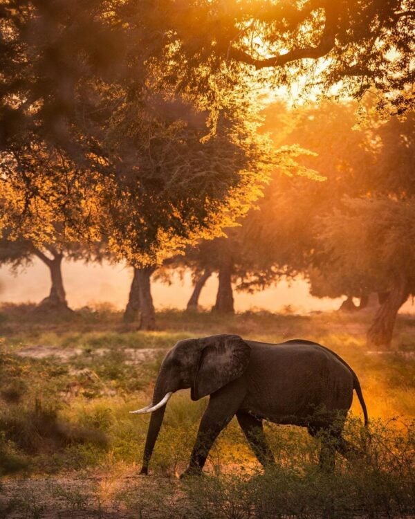 An elephant in Mana Pools national park, Zimbabwe