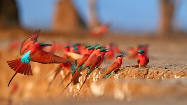 Colourful birds on the bank of the Zambezi river in Mana Pools national park, Zimbabwe