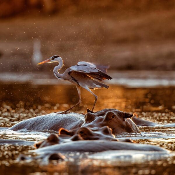 Animals in the water at Mana Pools national park, Zimbabwe