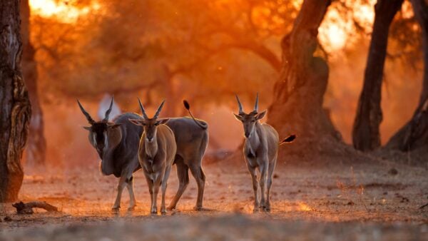 Antelope in Mana Pools national park, Zimbabwe