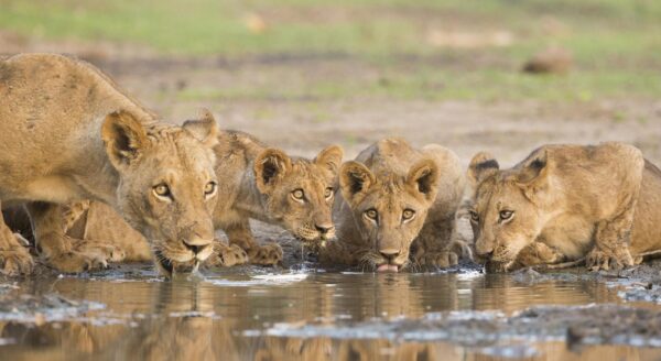 Lioness and cubs drinking from a pool in Mana Pools national park, Zimbabwe