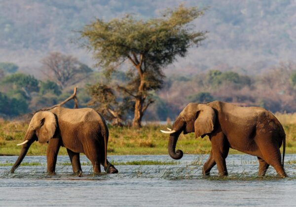 Elephant bulls walking in the Zambezi river in Mana Pools National Park in Zimbabwe with the mountains of Zambia in the background