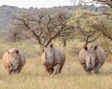 three white rhinos walking through the bush