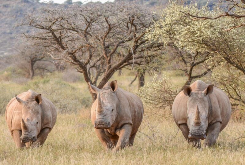 three white rhinos walking through the bush