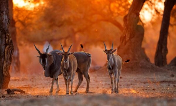 Three antelope at sunset in Mana Pools national park, Zimbabwe