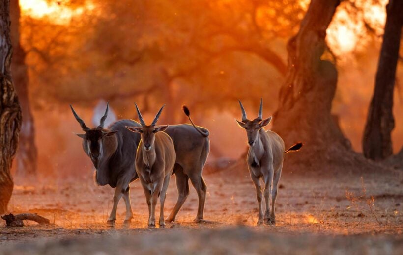 Three antelope at sunset in Mana Pools national park, Zimbabwe