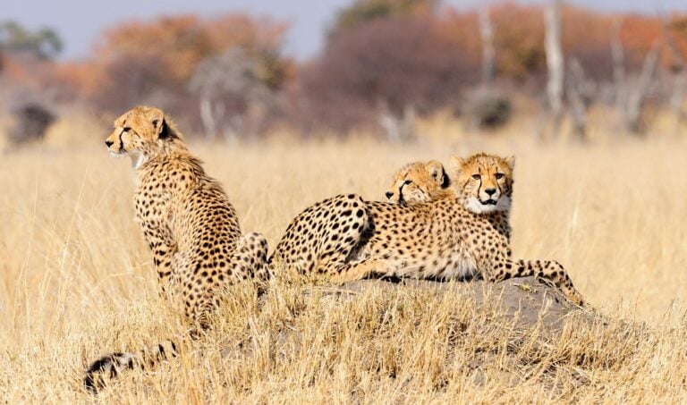 Cheetahs in Hwange national park, Zimbabwe