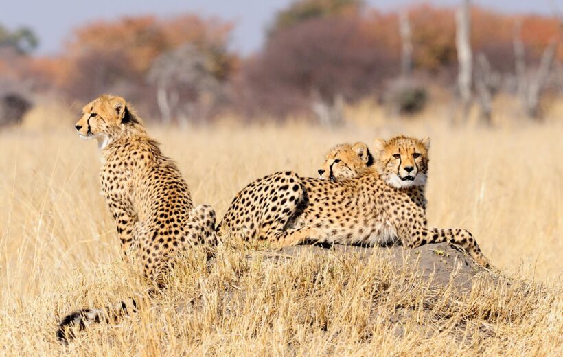 Cheetahs in Hwange national park, Zimbabwe