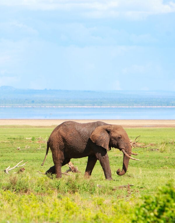 A wild elephant walking across a green plain