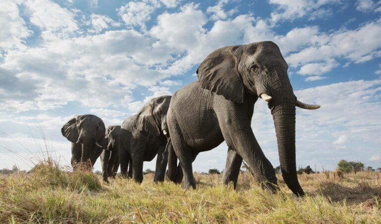 Elephants in Hwange National Park, Zimbabwe