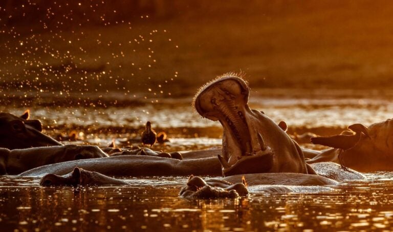 Hippos in the water at Mana Pools National Park, Zimbabwe