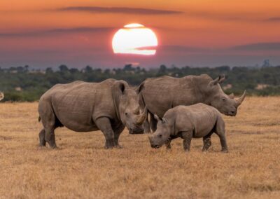 White rhino in Zimbabwe