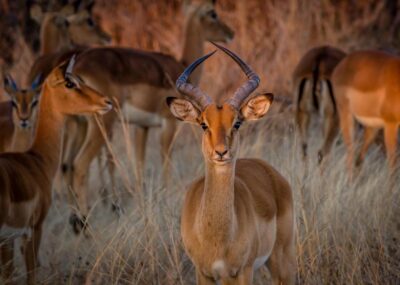 Impala in Hwange National Park, Zimbabwe