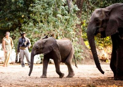 Walking safari at Wilderness Little Ruckomechi, Zimbabwe