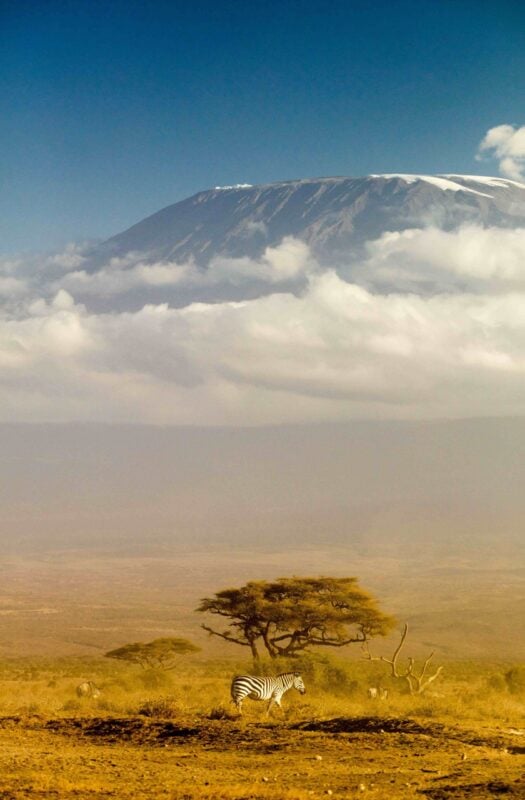 A lone zebra stands beside a tree with Mount Kilimanjaro in the background