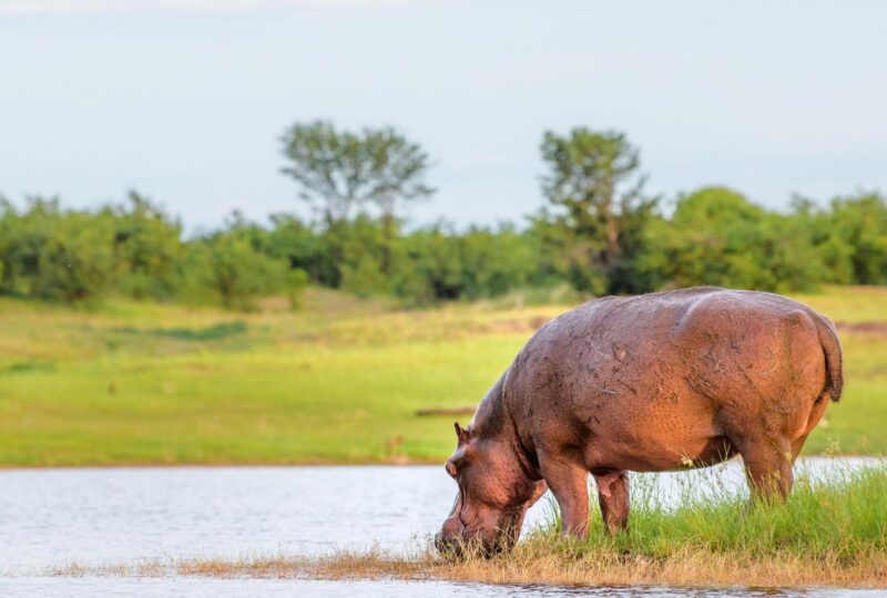 A hippo grazing by the water of Lake Kariba, Zimbabwe