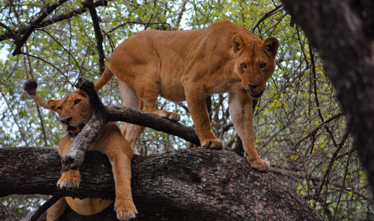 Two lionesses in a tree in Lake Manyara National Park, Tanzania.