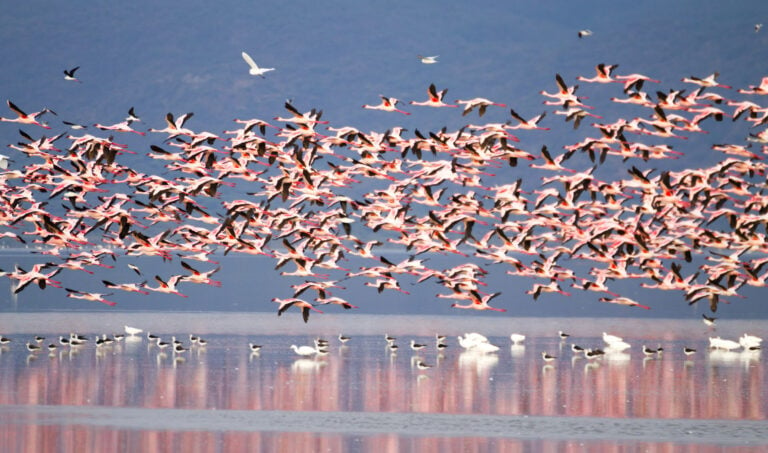 Flock of pink flamingos from Lake Manyara, Tanzania