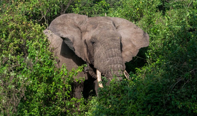 A wild elephant (Loxodonta africana) emerging from green foliage in Lake Manyara national Park