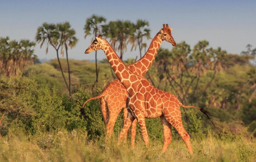 Two giraffes in Kruger National Park, South Africa