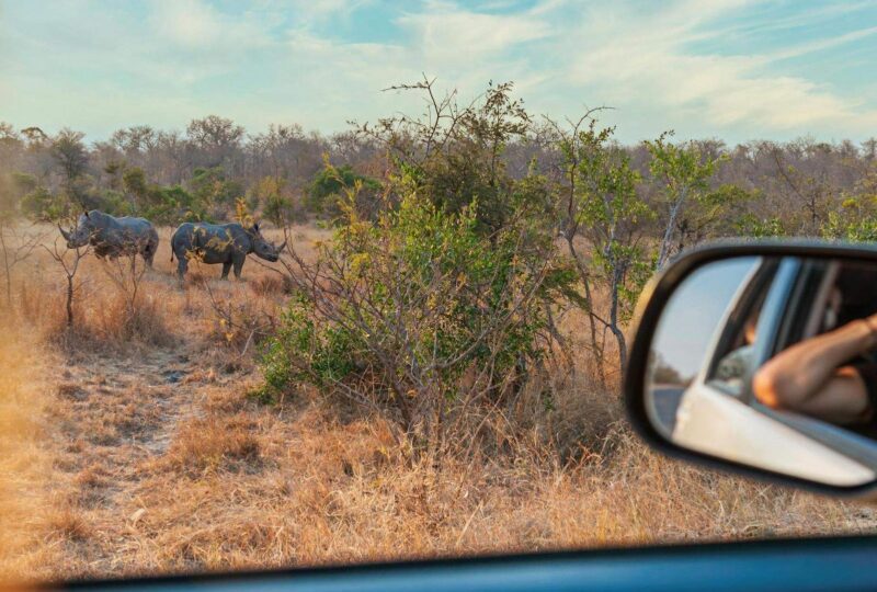 Rhinos grazing in Kruger National Park, South Africa