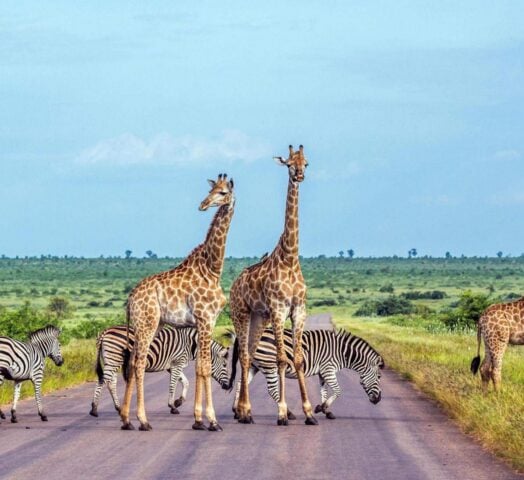 Giraffe and Plains zebra in Kruger National park, South Africa