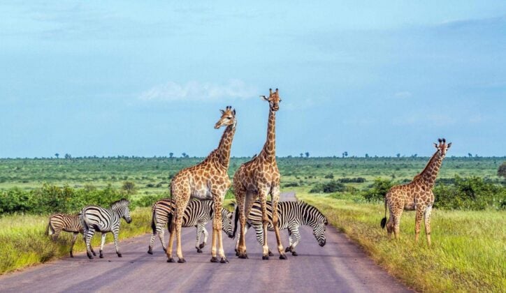 Giraffe and Plains zebra in Kruger National park, South Africa