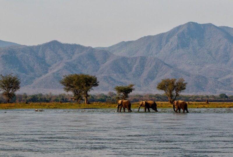 Elephants wading through the Zambezi river in Zimbabwe