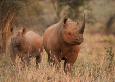 Black rhinos in Kruger National Park, South Africa