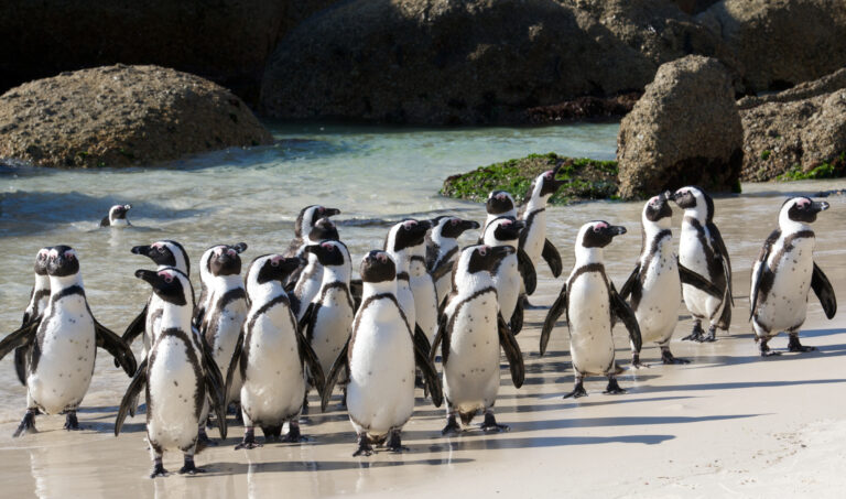 Penguins on Boulders Beach in Cape Town, South Africa