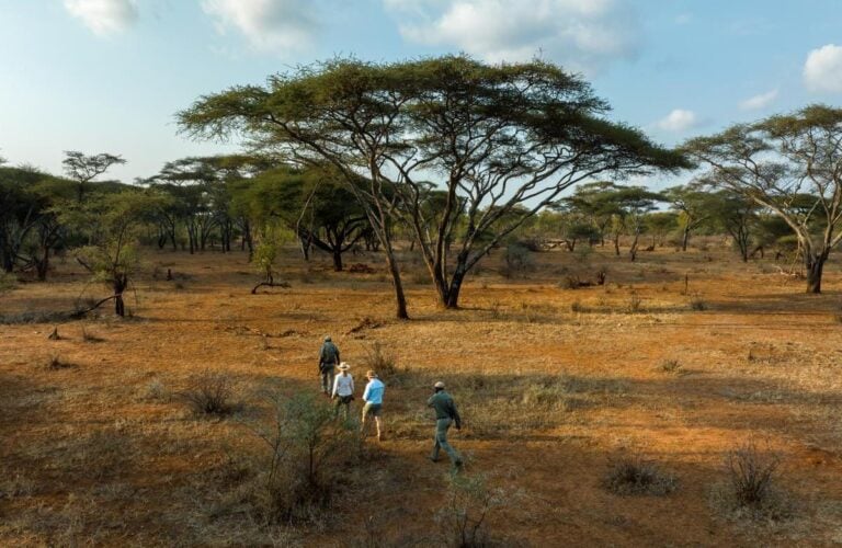 A walking safari at Singita Pamushana in Malilangwe Wildlife Reserve, Zimbabwe