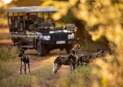 Wild dogs on a game drive at Singita Pamushana in Zimbabwe