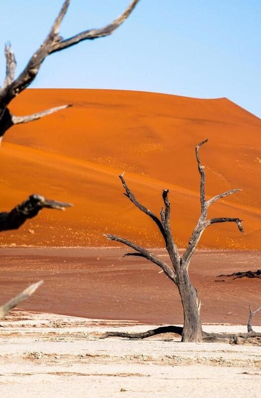 Dead trees in the desert of the Skeleton Coast in Namibia