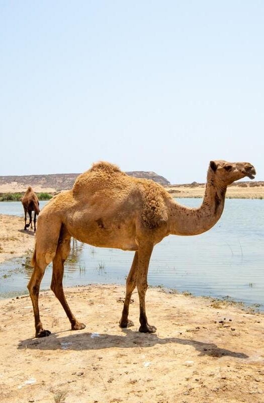 Camels at the beach of Salalah, Oman