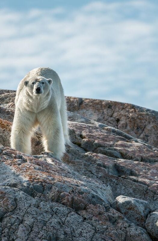 A polar bear on the rocks in Svalbard