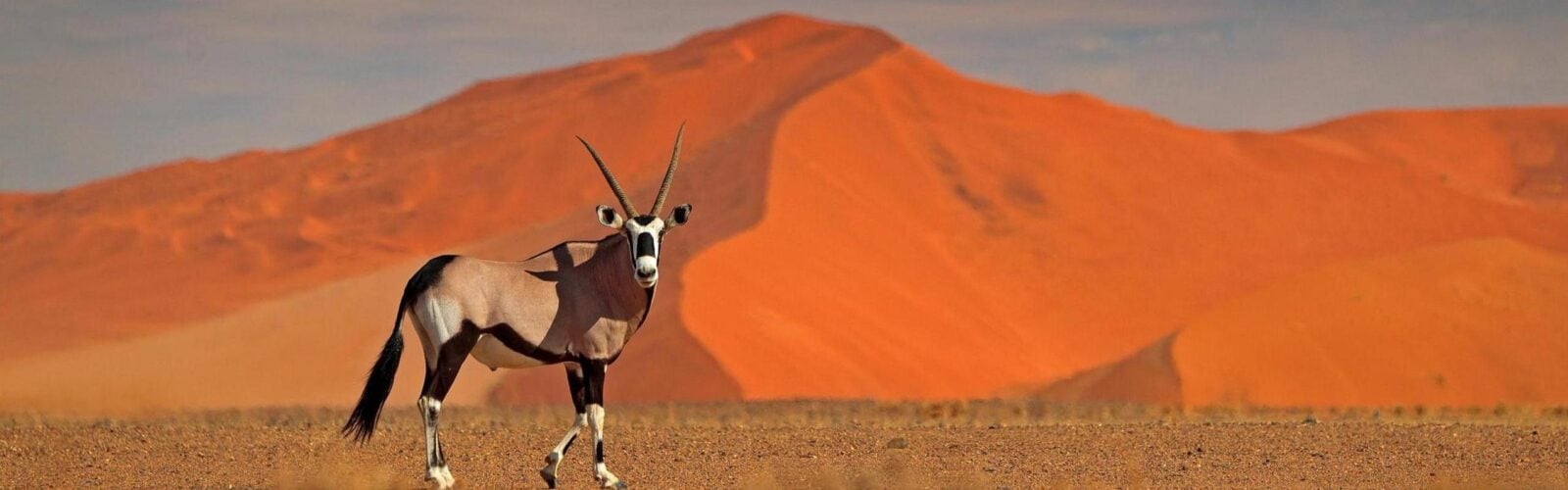 Gemsbok with orange sand dune evening sunset in Namibia