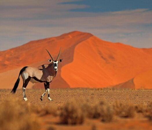 Gemsbok with orange sand dune evening sunset in Namibia